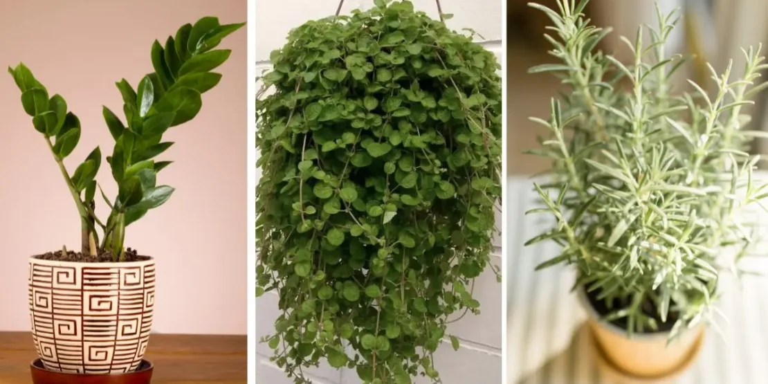plantas de interior para sucesso financeiro