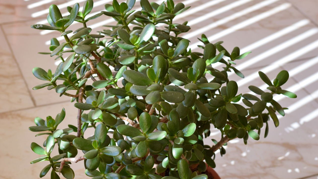 simbolismo das plantas da fortuna