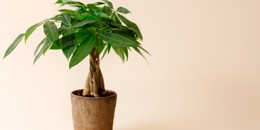 plantas feng shui prosperidade
