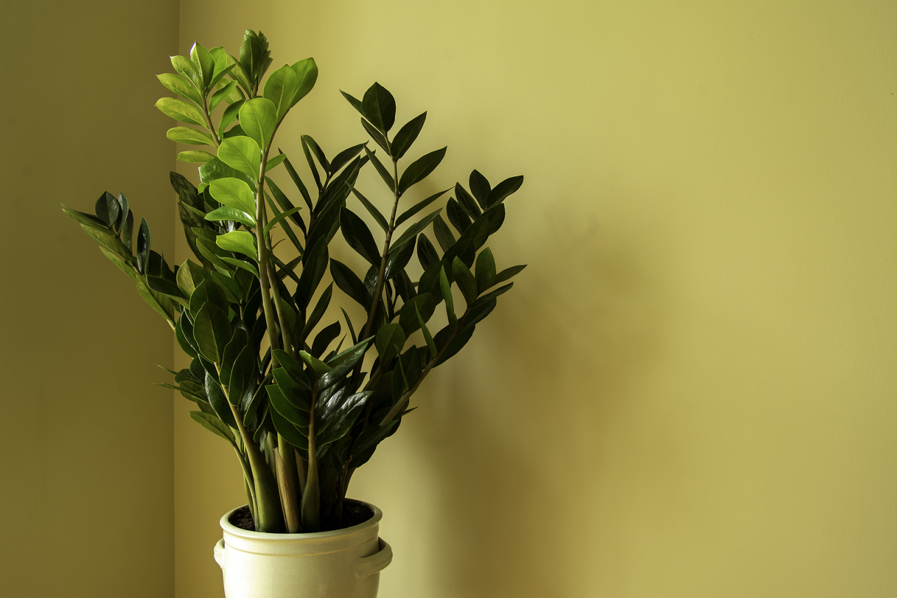 como usar plantas para atrair riqueza