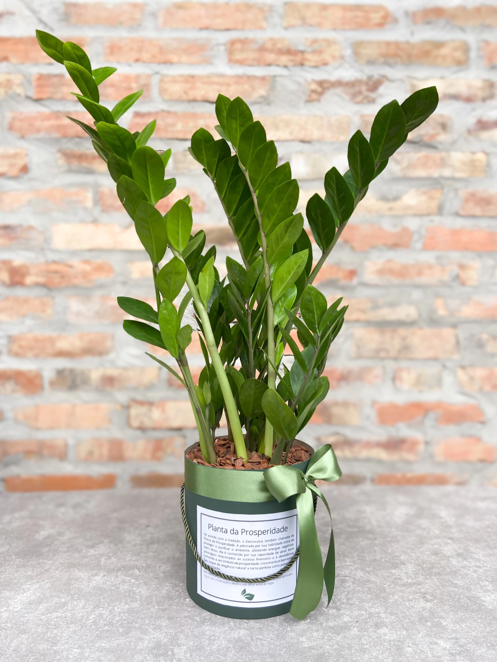 melhores plantas para o lado sudeste da casa