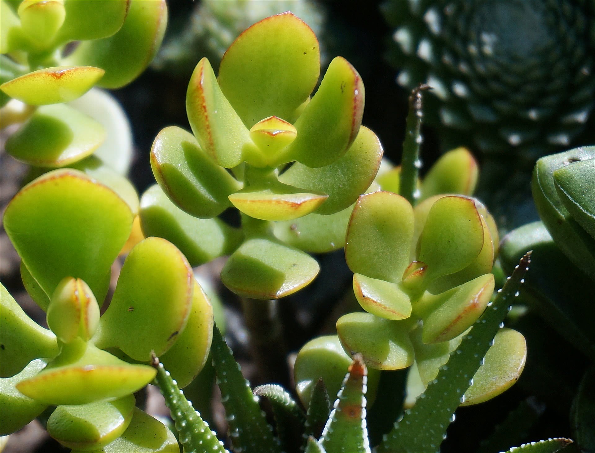 plantas que trazem boa sorte e energia positiva