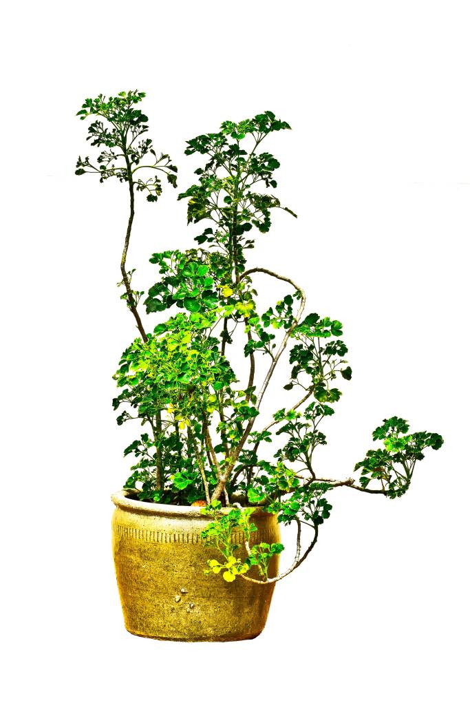 cuidados com plantas de prosperidade