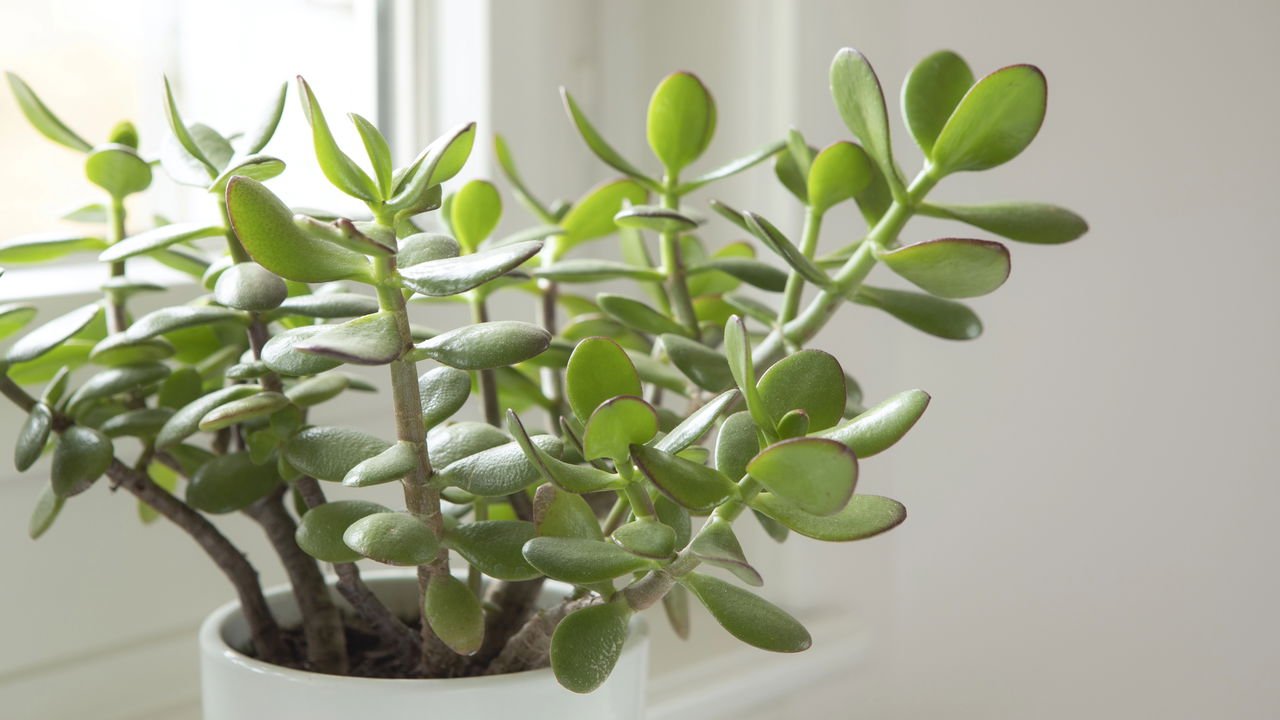 plantas para escritório feng shui
