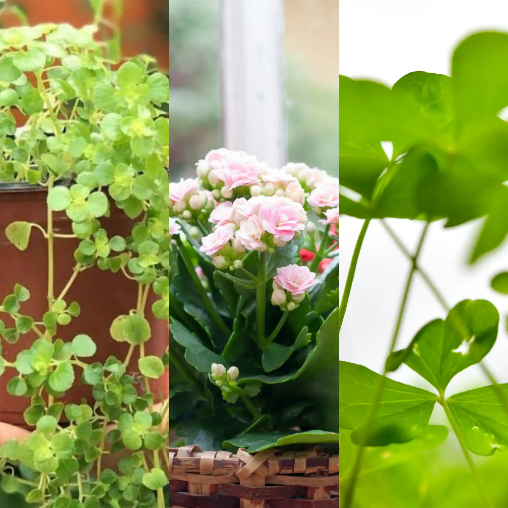 plantas pendentes para atrair dinheiro