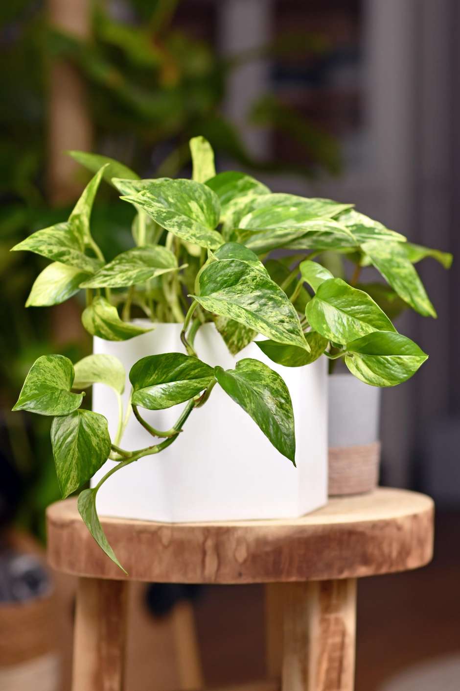 plantas de interior para sucesso financeiro