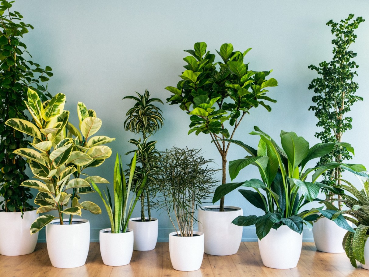 plantas para proteção energética