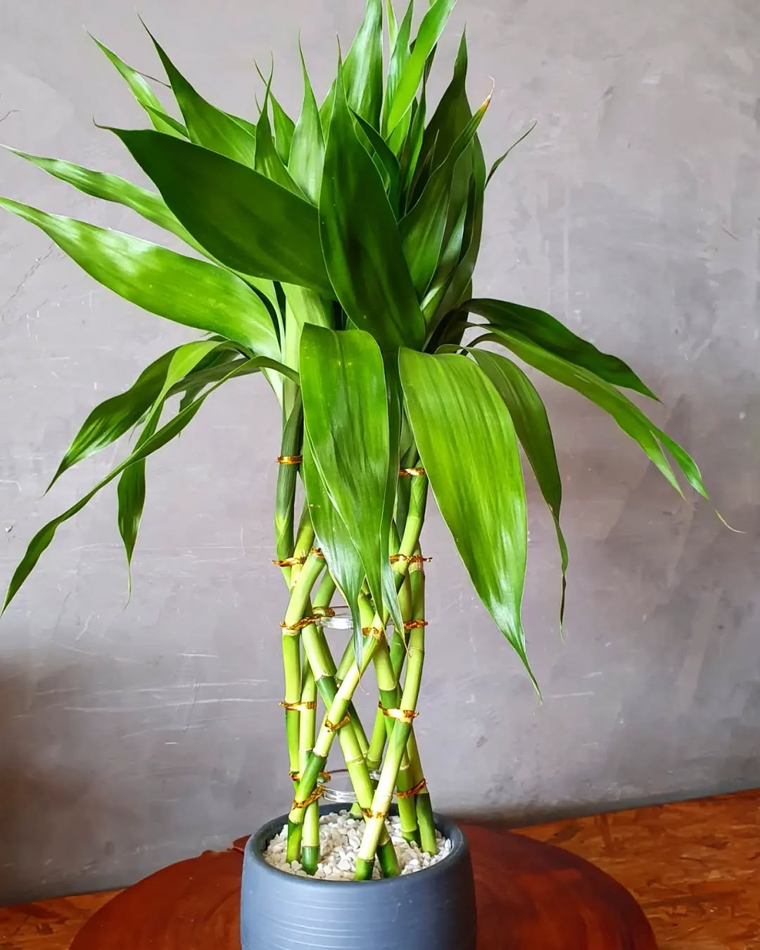 como afastar mau olhado com plantas