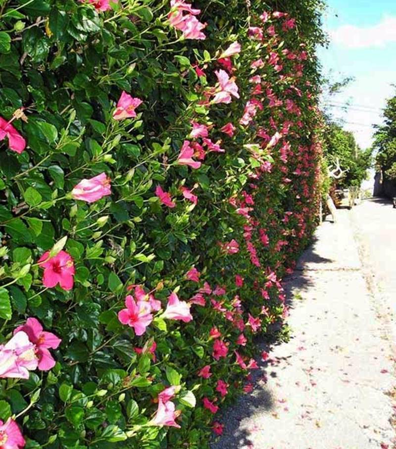 plantas para cerca viva alta