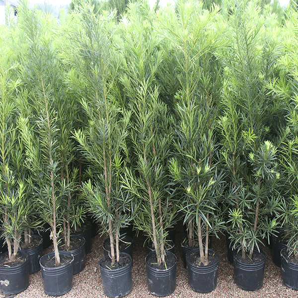 Podocarpus macrophyllus