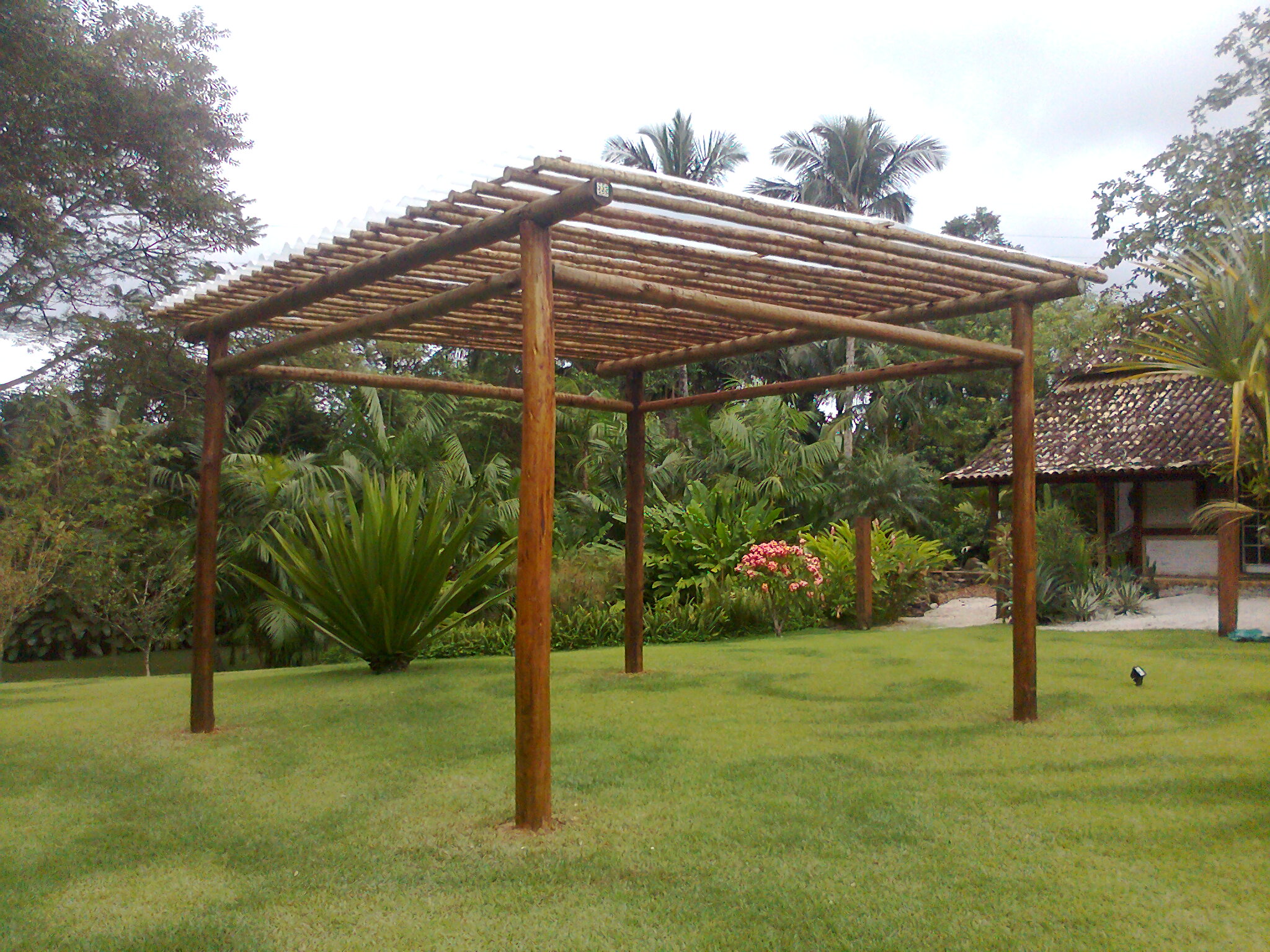 Plantas para pergolado de eucalipto