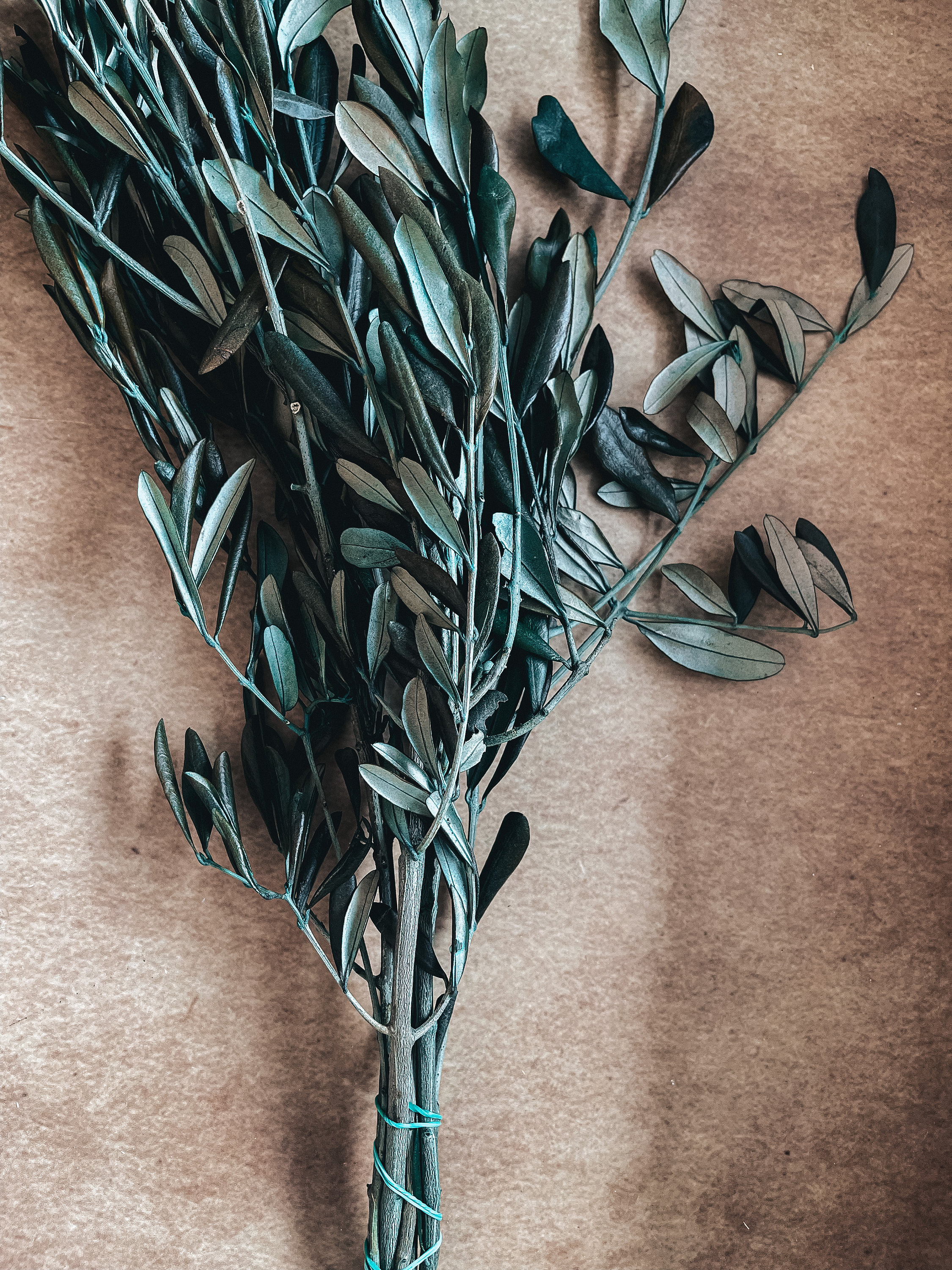 ramo de oliveira vs folha de louro significado