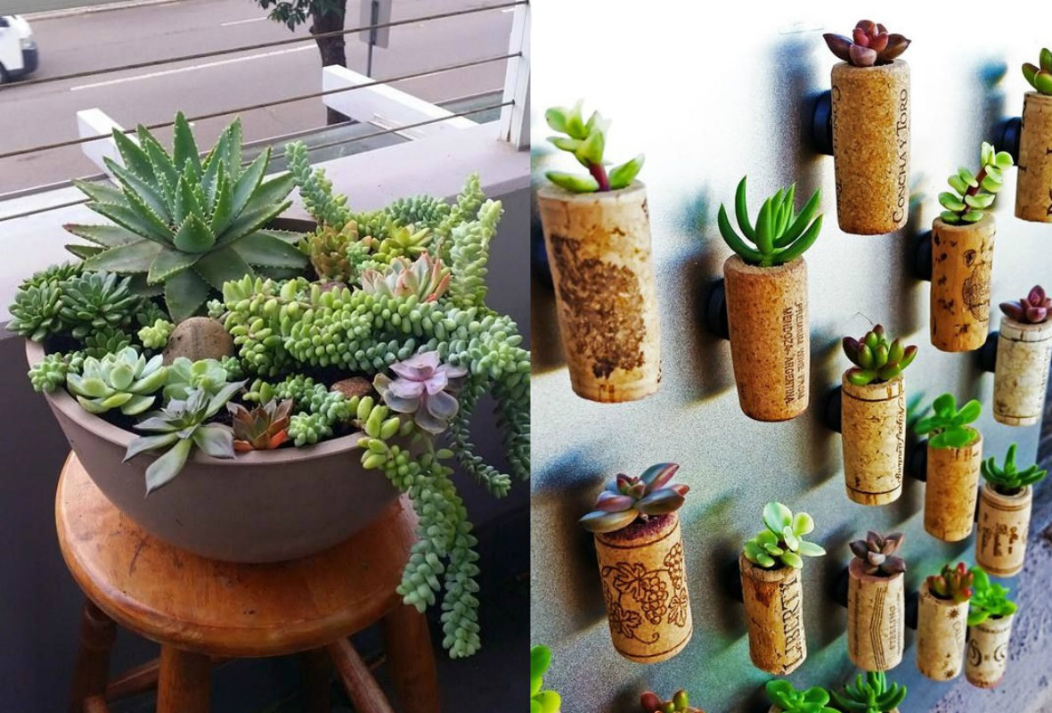 melhores ideias decoração suculentas ambientes pequenos