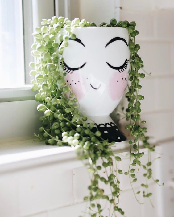 suculentas decoração