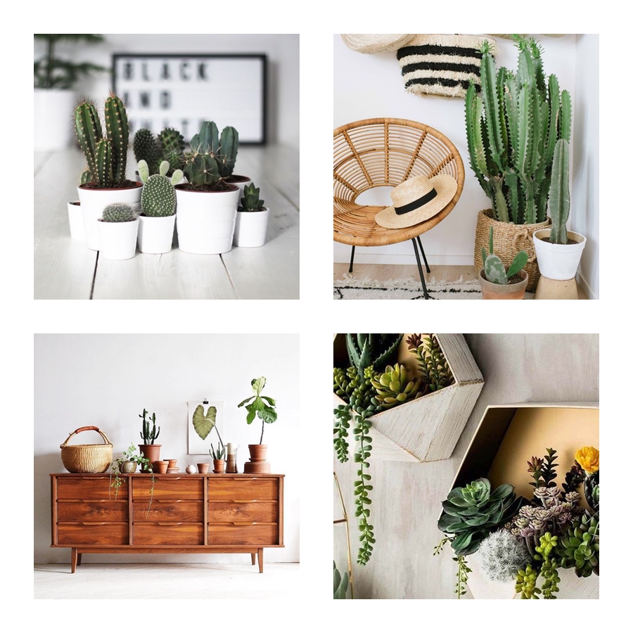 suculentas decoração