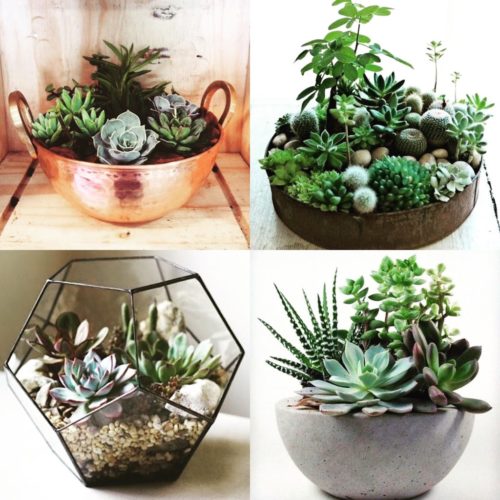 quanto custa montar um terrário de suculentas