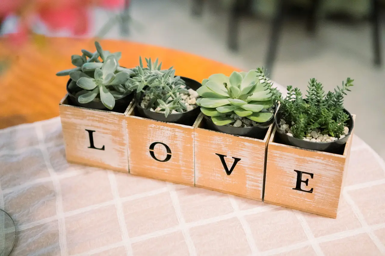 quanto custa montar um terrário de suculentas