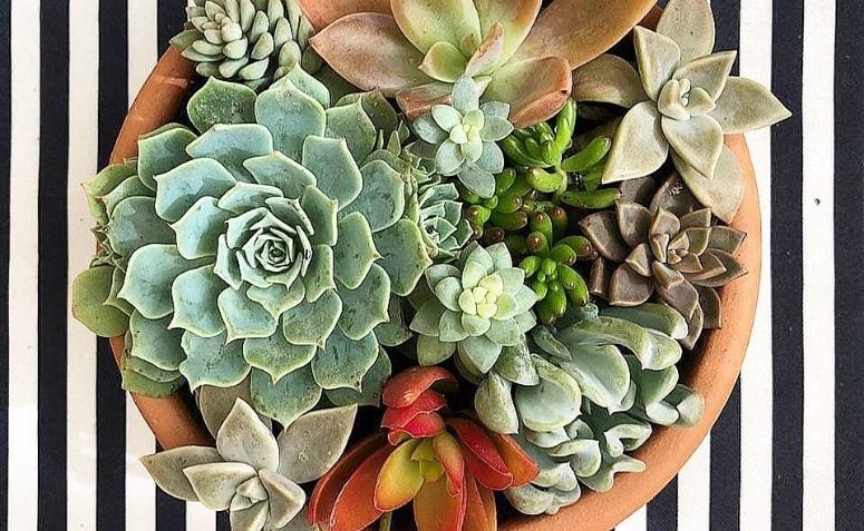 suculentas decoração