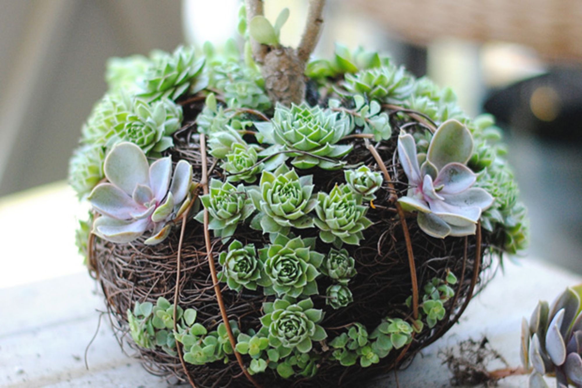 melhores ideias decoração suculentas ambientes pequenos