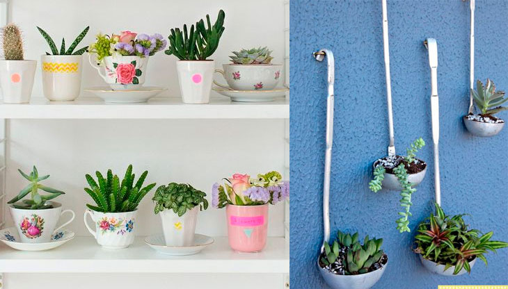 principais erros cuidar suculentas dentro casa