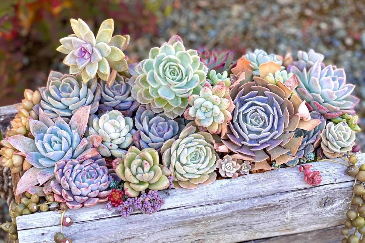 suculentas naturais ou artificiais qual escolher decoração