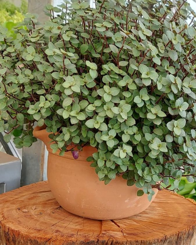 dinheiro em penca callisia repens