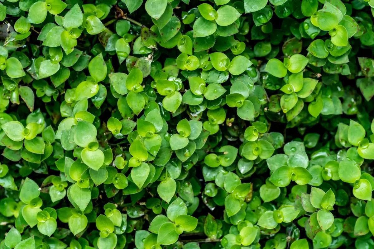 dinheiro em penca pilea nummulariifolia