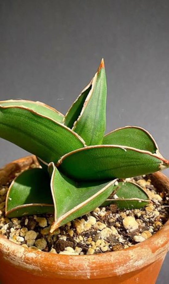 dracaena tipos