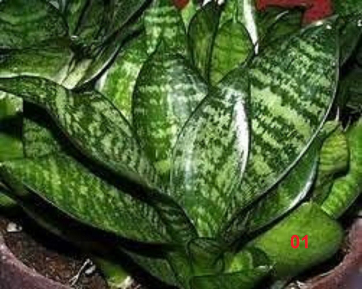 espada de iansã