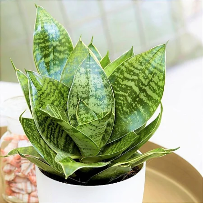 dracaena tipos