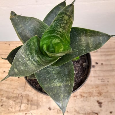 mini espada de são jorge