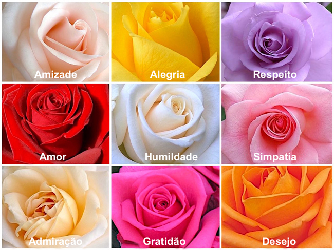 tipos de rosas para jardim