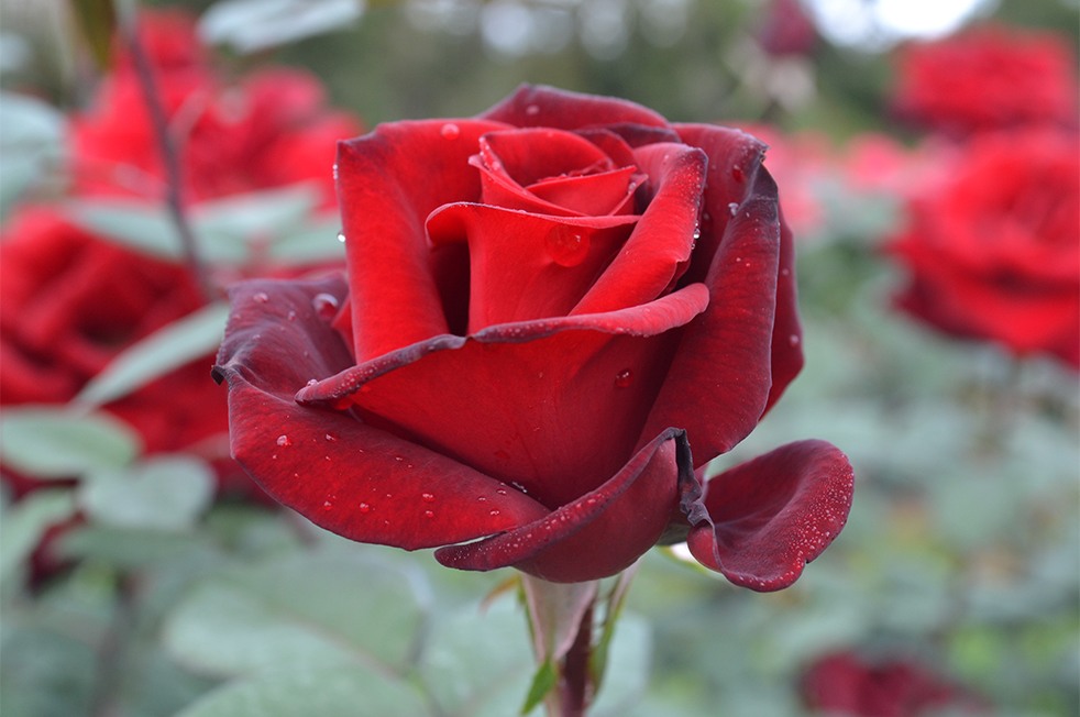 rosas antigas perfume