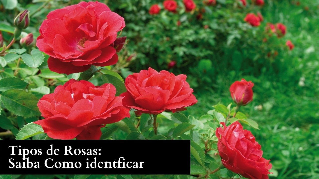 rosas esquartejadas