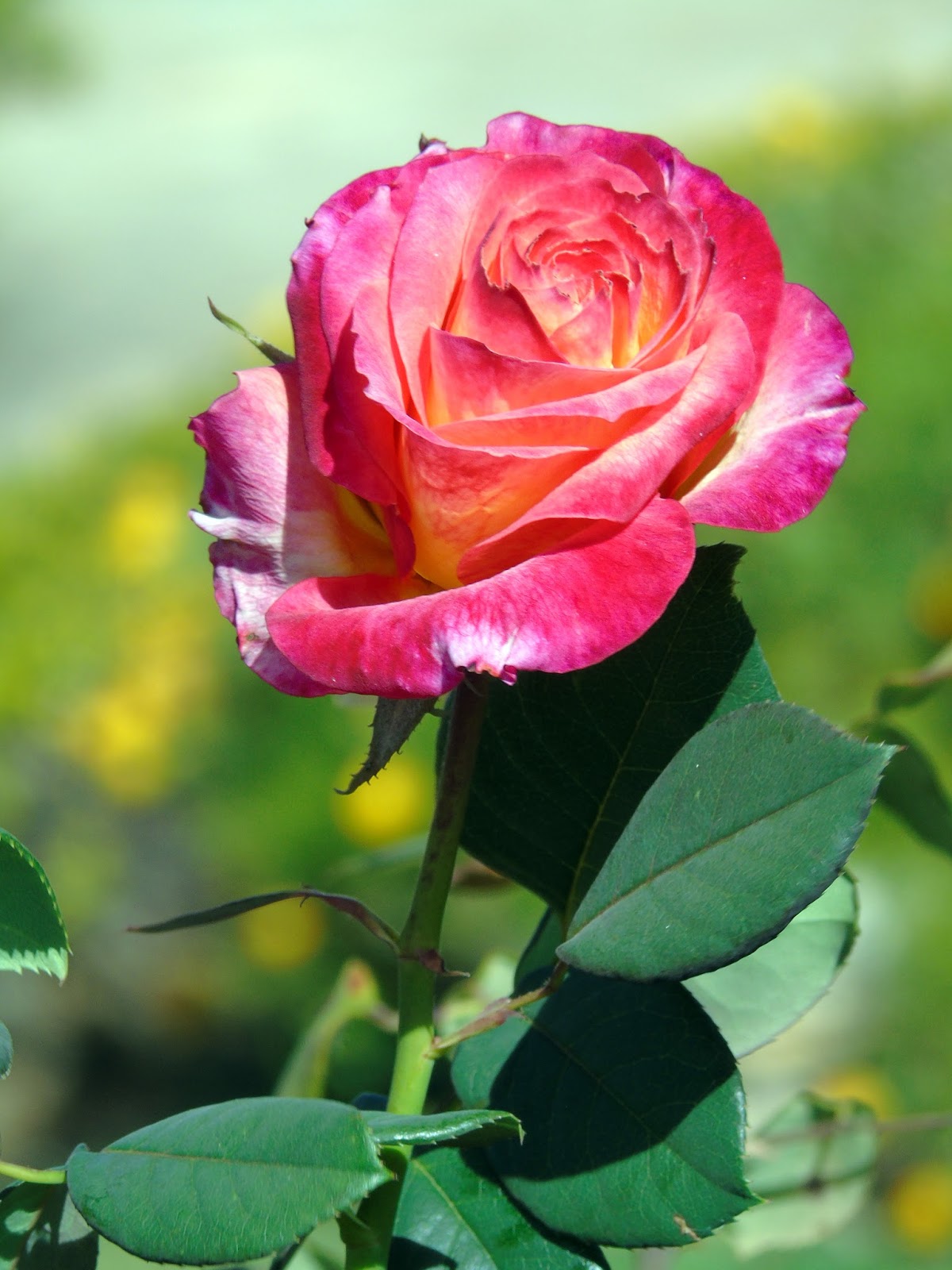 rosas mais populares no Brasil