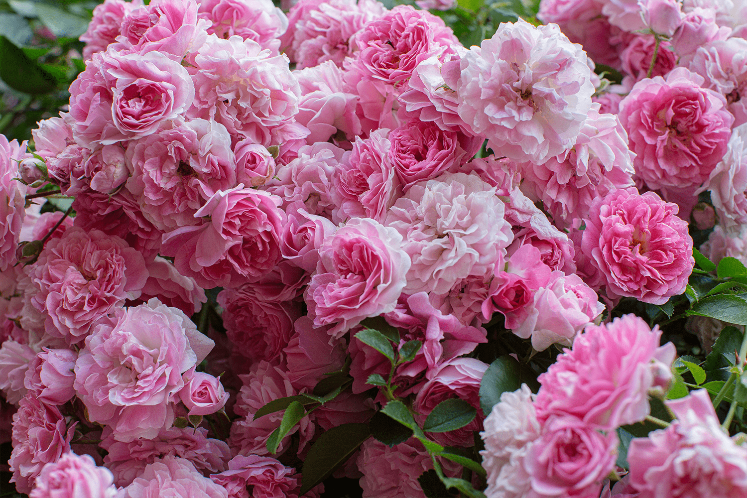 rosas com 5 pétalas