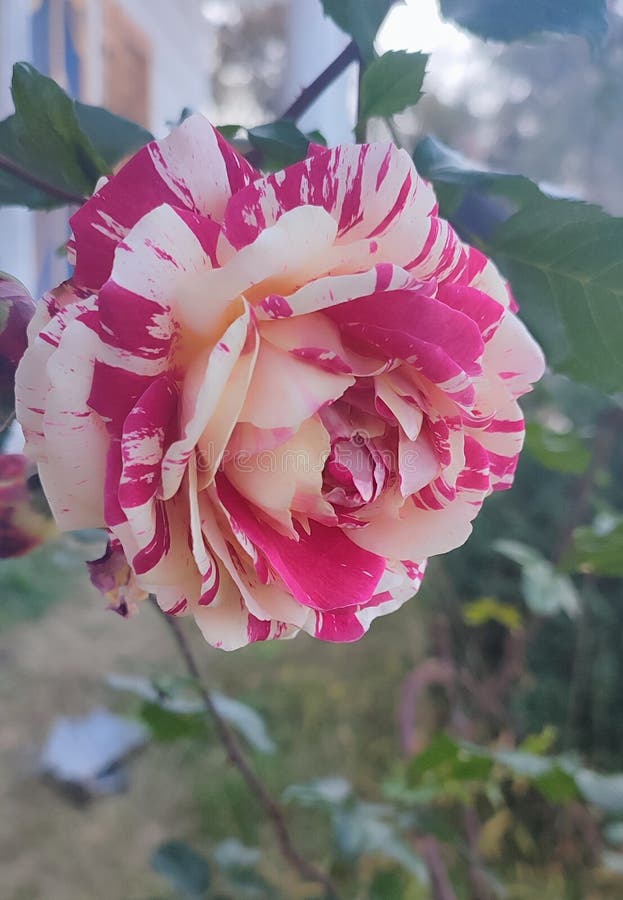 rosas com muitas pétalas