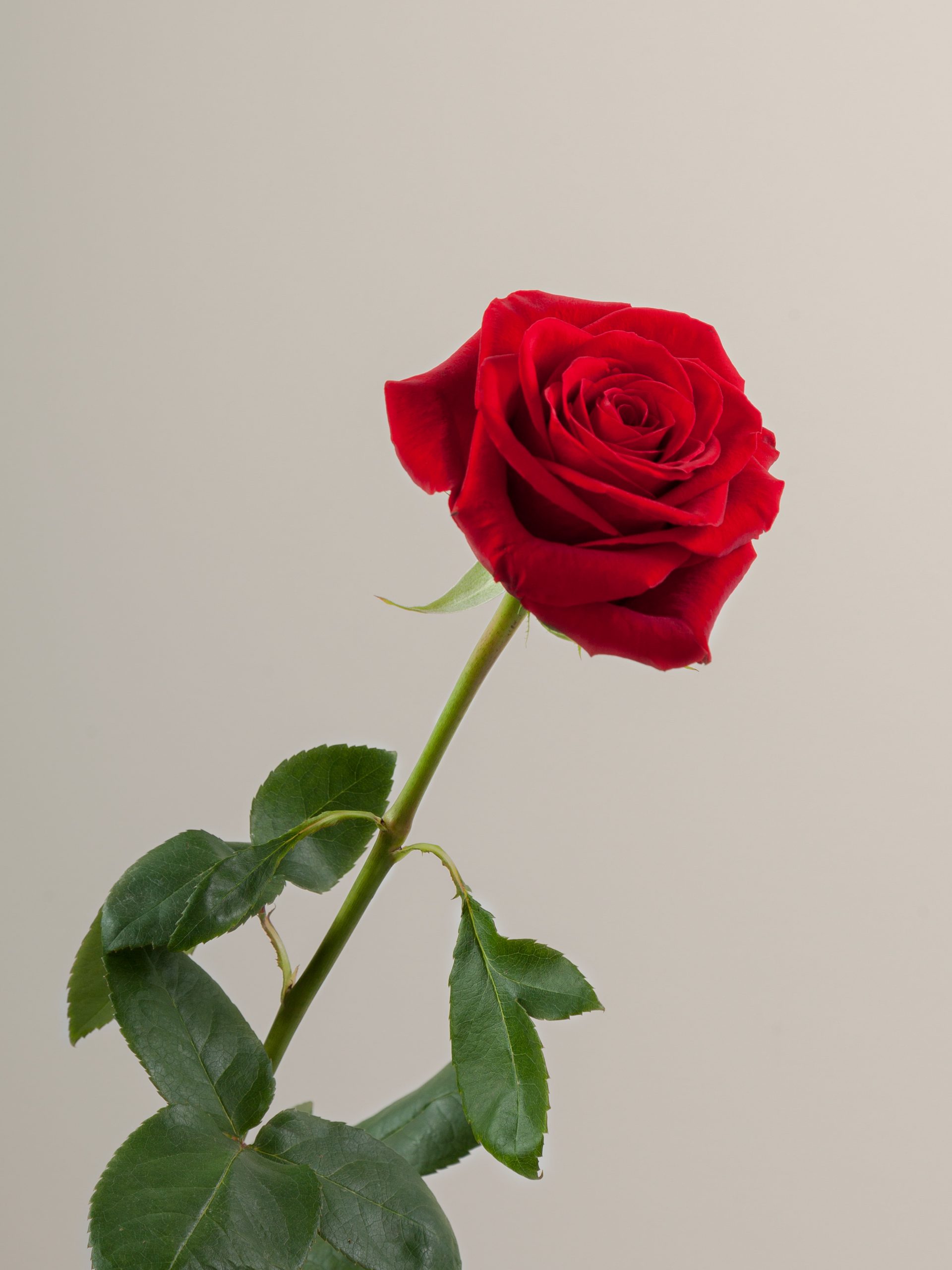 rosas para apartamento