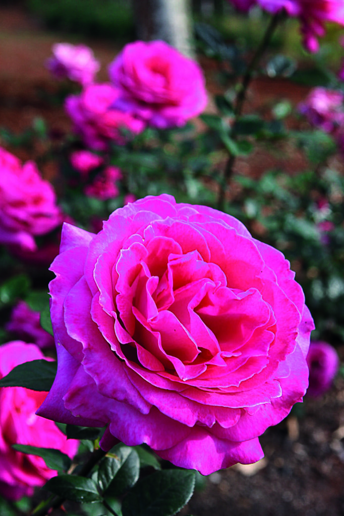 rosas trepadeiras cultivo