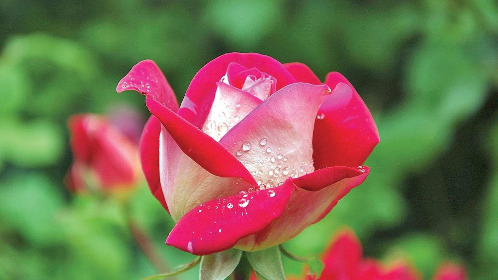 rosas arbustivas características