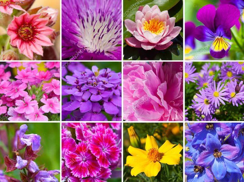 flores que mudam de cor