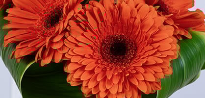 flores para decorar casa