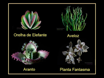 suculentas de sol pleno