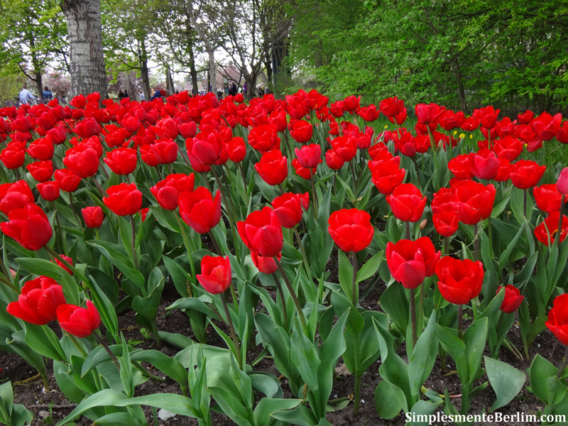 preço médio de um buquê de tulipas vermelhas