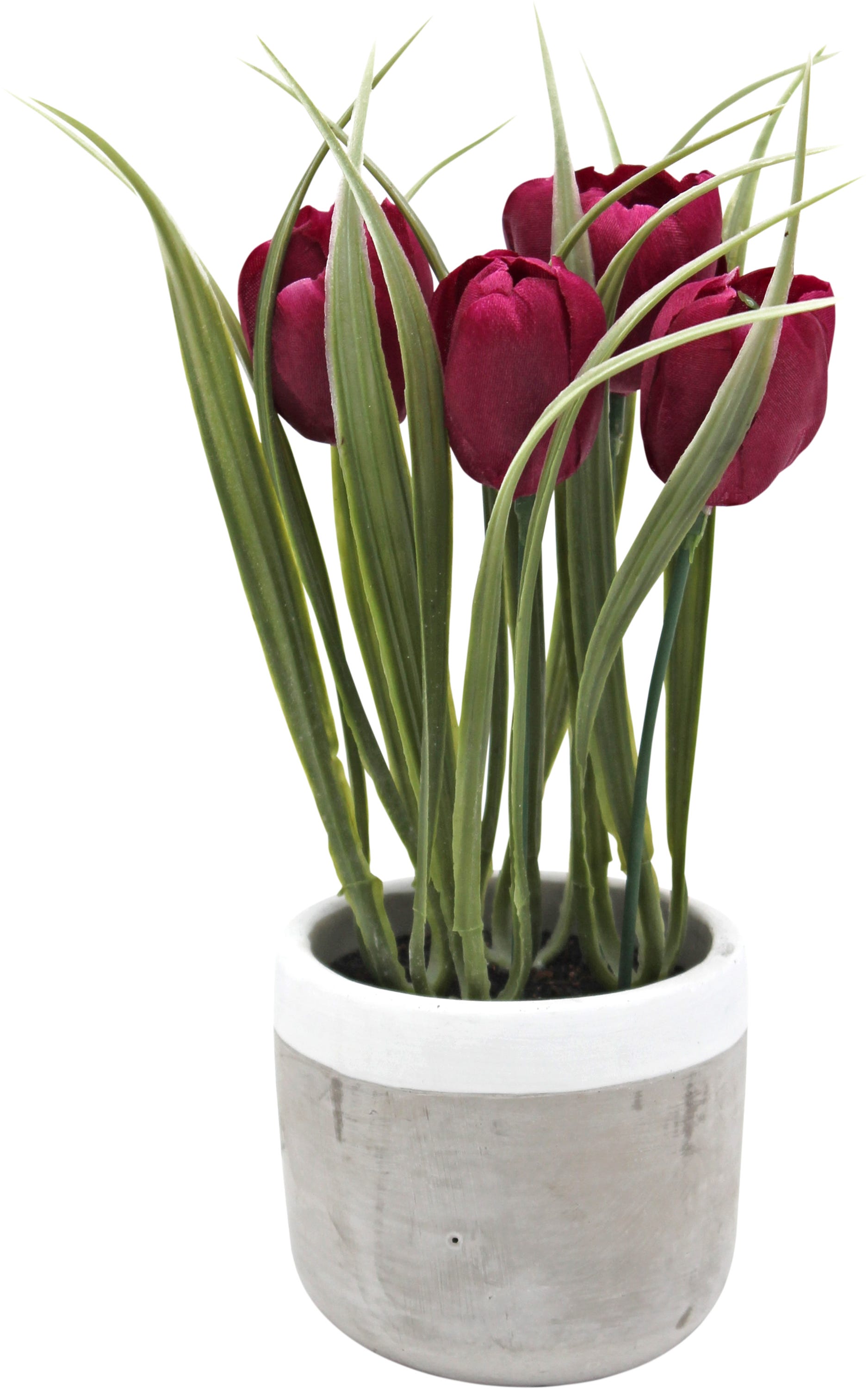 tulipa vermelha vs rosa vermelha: qual a melhor para expressar amor?