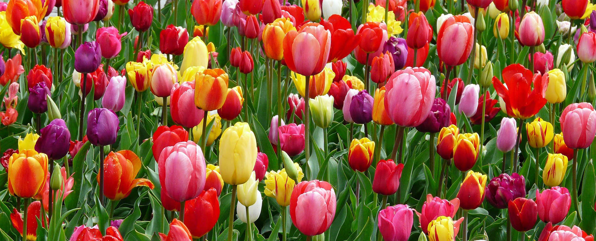 tulipa vermelha vs rosa vermelha: qual a melhor para expressar amor?