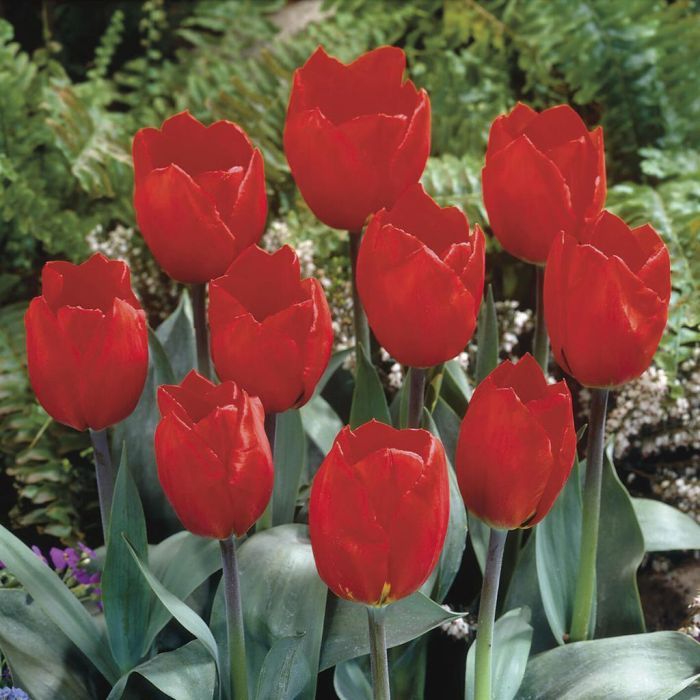 tulipa vermelha vs rosa vermelha: qual a melhor para expressar amor?
