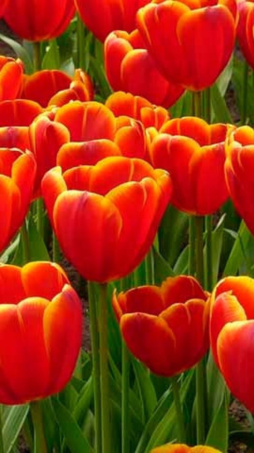 preço médio de um buquê de tulipas vermelhas