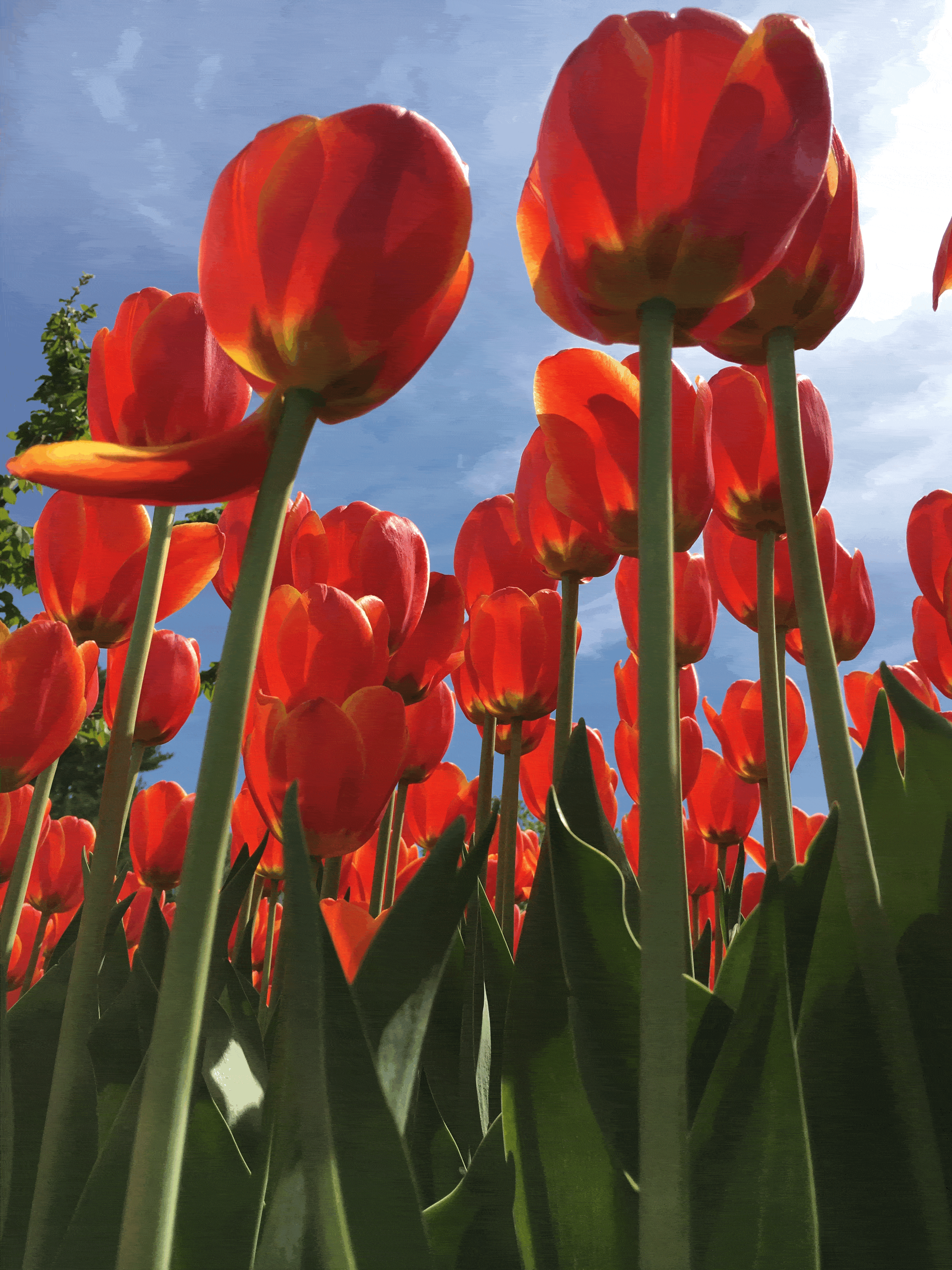 dormência do bulbo de tulipa vermelha para replantio