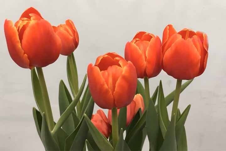 como escolher a tulipa vermelha perfeita para presentear